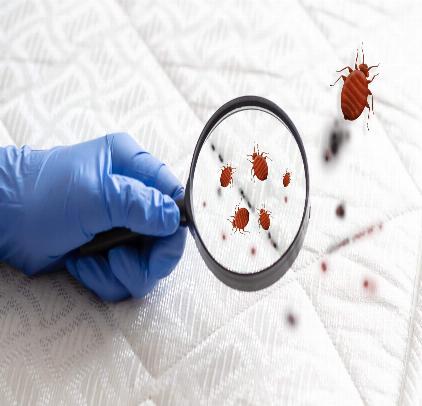 bed bug control