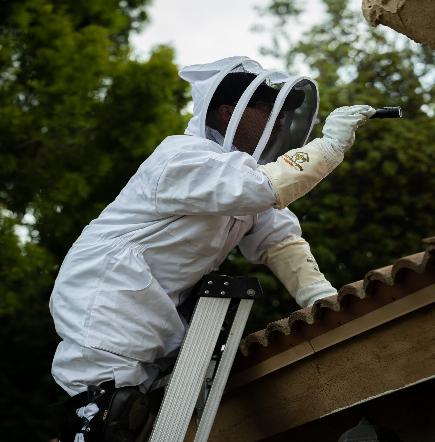 pest control services