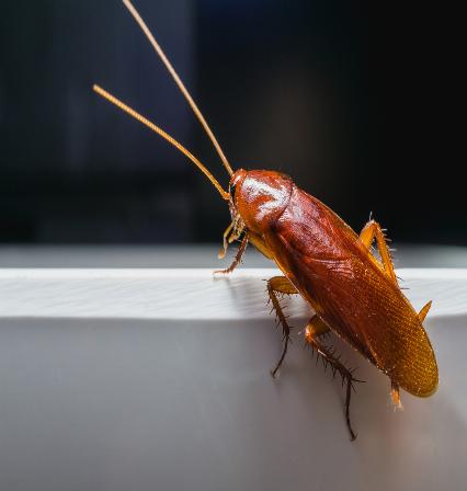 roach control