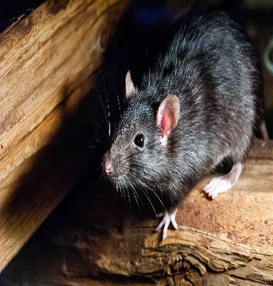 rodent control